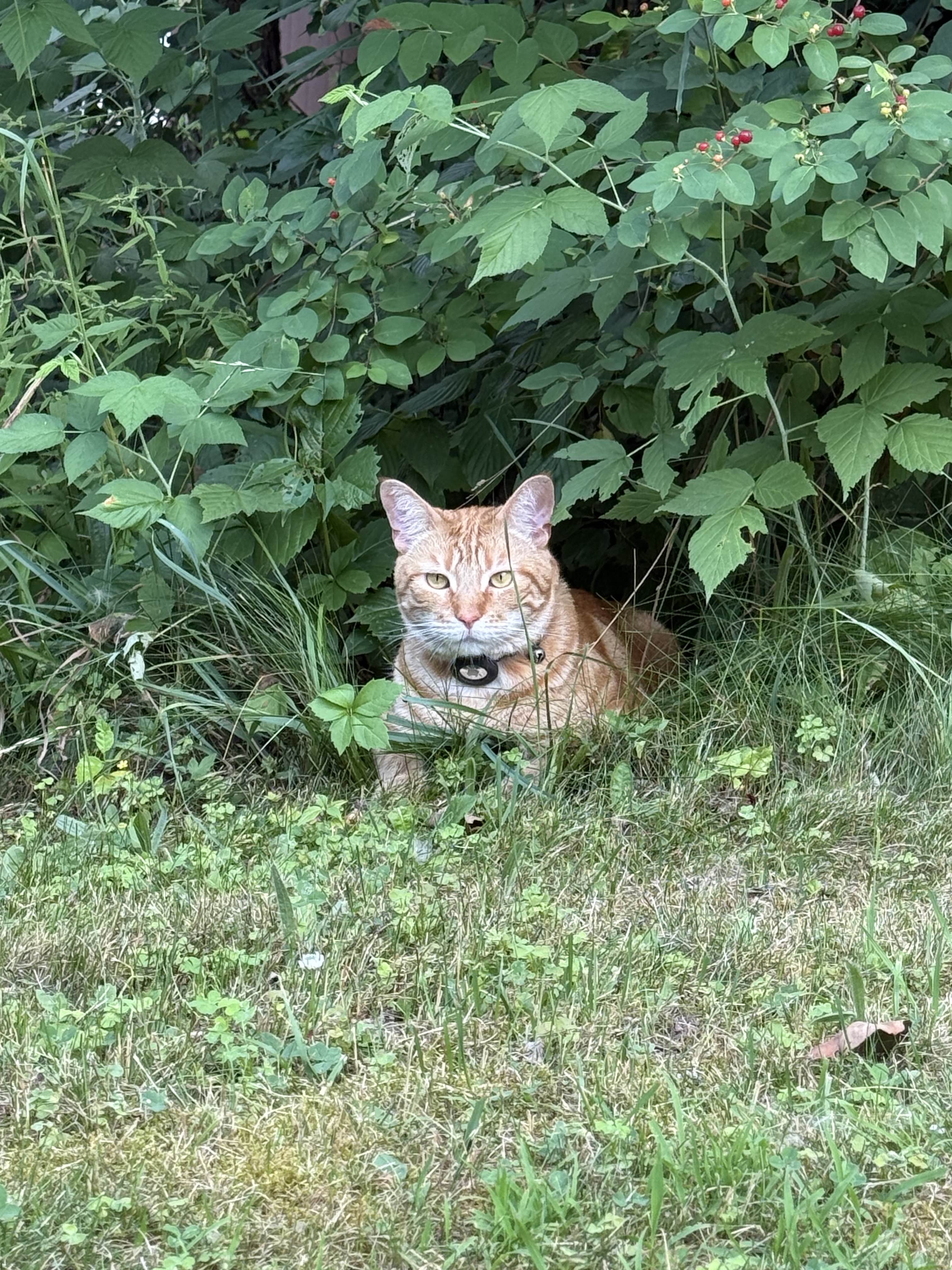 Ginger the cat
